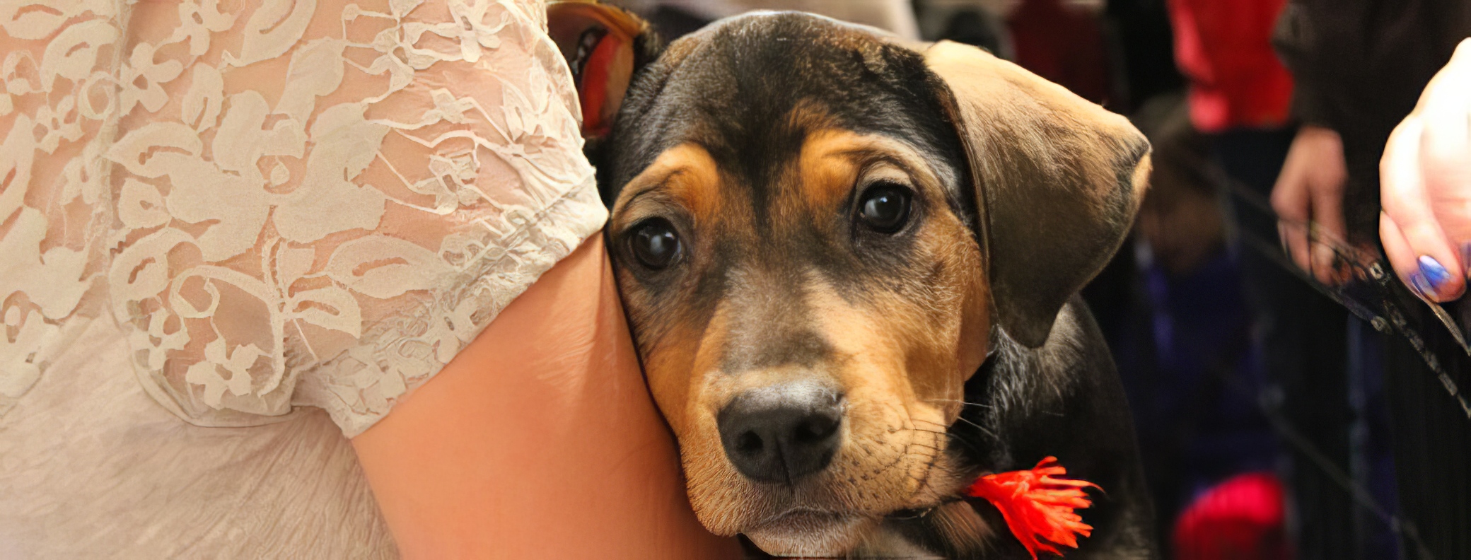 bc humane society image